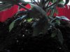 Sink roots & stalk up to bottom leaves!.jpg