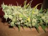 Herb Man Hustling After 11 Weeks Flowering, Cropping, Drying. 003.jpg