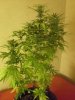 Nirvana Northern Lights Day 8 Flower Jun 2013 2.jpg