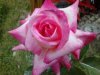 1 of my many rose bush. ;).jpg