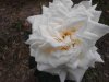 Single white rose. 06-05.jpg