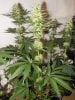 3wf-sativa1.jpg