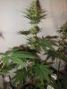 3wf-sativa3.jpg