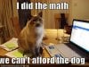 funny-pictures-cat-did-the-math-and-you-cannot-afford-the-dog.jpg