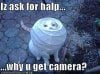 funny-pictures-cat-is-asking-for-help-so-why-are-you-taking-photos.jpg