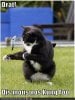 funny-pictures-cat-is-shocked-that-a-mouse-knows-kung-fu.jpg