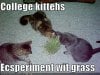 funny-pictures-college-cats-experiment-with-grass.jpg