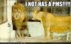 funny-pictures-girl-lion-yells-at-boy-lion.jpg