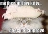 funny-pictures-mother-in-law-cat-does-not-approve.jpg