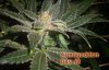 Armageddon-bud-shot.jpg