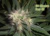 Cheese-bud-shot.jpg