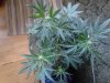 Blue Mammoth (auto). Flowering. 06-08.jpg