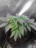 Snowcap. vegging. getting rdy 2 flower. 06-10.jpg