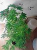 2 Female of Danks Purple Fire. Flowering 06-10.jpg