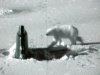 US_Navy_030427-O-0000B-003_Polar_Bear_Attacks_Sub.jpg