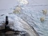 POLAR_BEARS_NORTH_POLE_INSPECTING_SUBMARINE_Wallpaper_2tnq.jpg