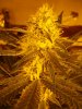 new grow 008.jpg