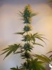 4wf-sativa1.jpg