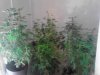Group Shot. Chocolate Heaven,White Urkle,China Yunnan,Purple Pineberry,Chemmy Jo.jpg