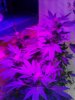 Blueberry. 06-18.jpg