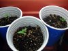 3 New Sprouts - Taller Still.JPG