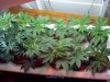 new grow 3.5 weeks 004.jpg