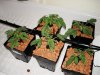 DSC00421.jpg