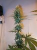 5wf-sativa1.jpg