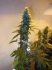 5WF-SATIVA3.jpg