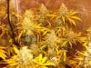 Herb Man Hustling  Week 10 Flowering 037.jpg