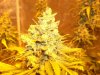 Herb Man Hustling  Week 10 Flowering 011.jpg