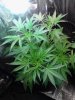 Jack Herer. flowering. 06-26.jpg