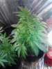 Snowcap. flowering. 06-26.jpg
