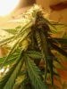 Blue Mammoth. 06-26.jpg