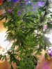 Chemmy Jones. flowering. 06-26.jpg