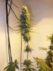 6wf-sativa3.jpg