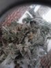 Some test nug took off the Blue Mammoth! Holly hell is it good! 06-27.jpg