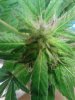Bottom nug on Chemmy. 07-01.jpg
