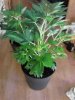 Sour Blueberry. 07-01 flowering..jpg