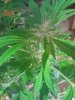 Cola # 1 of 3. RQ 07-02.jpg
