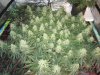 casey jones plant of the month july photos 012.jpg