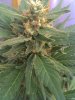 PineApple Express,, Week 7 (2).jpg