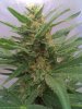 PineApple Express,, Week 7.jpg