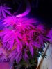 Casey Jones braided & flowering. 06-07.jpg