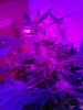 Royal Queen flowering 07-10.jpg