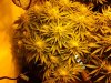 7-12-13 Skunk#1.jpg