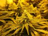 7-12-13 Skunk#1 8.jpg