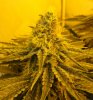 7-13-13 Skunk#1 5.jpg