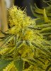 7-13-13 Skunk#1 7.jpg