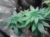Purple Voodoo's vegging. 1 more week to go! 07-14.jpg